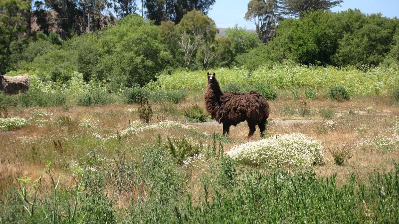 IMG_0220.JPG - Lama!