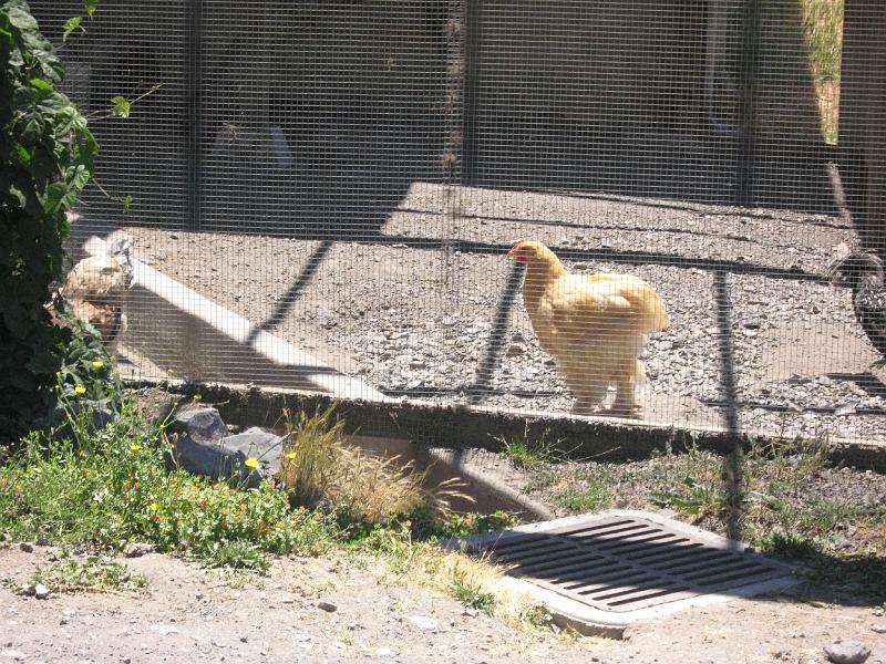 IMG_0231.JPG - chicken