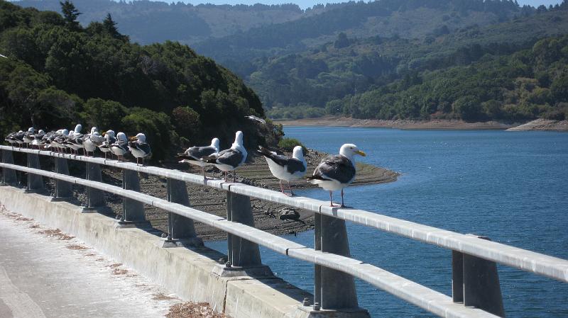 IMG_0296.JPG - Duck^h^h^h^hGulls in a row