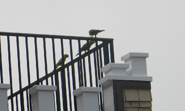 parots1.jpg - Wild parots in SF!