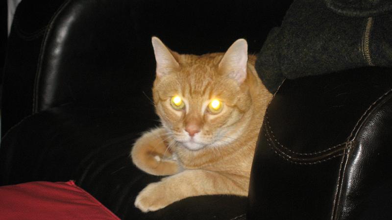 IMG_0682.JPG - Kitty!