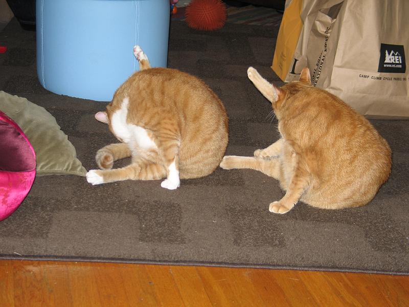 IMG_0659.JPG - Synchronised ar*e licking