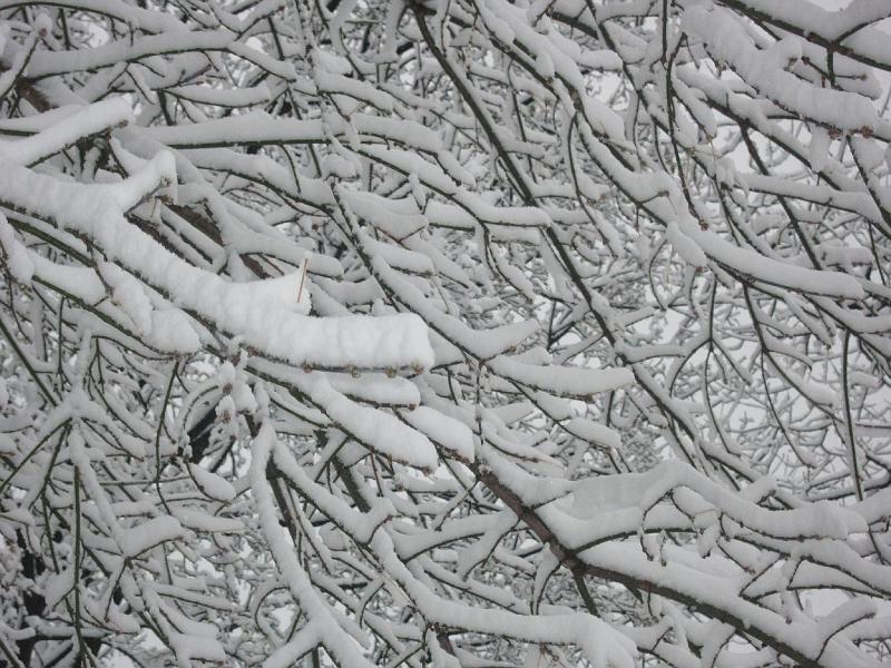 IMG_0947.JPG - Snow