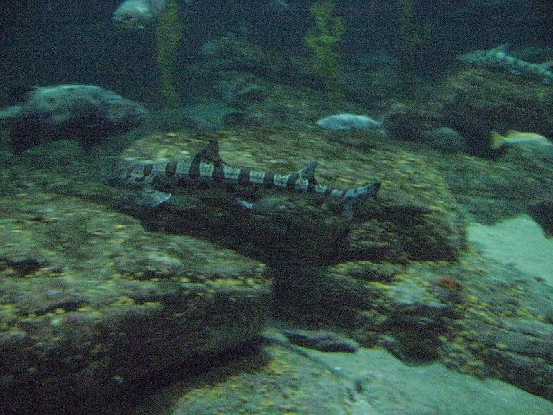 IMG_0360.JPG - Tiger shark