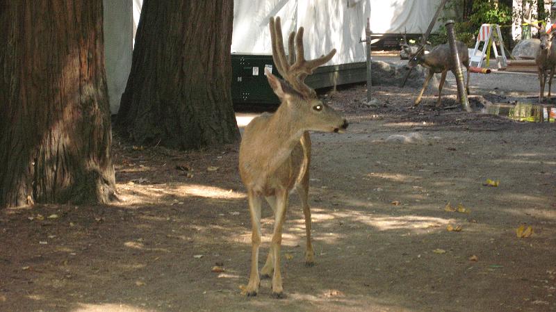 IMG_0411.JPG - Deer hanging out in Curry Village