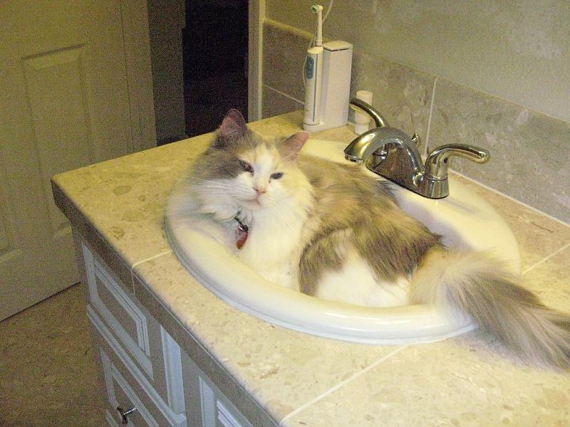 IMG_0018.JPG - I have no idea why Katy loves the sink so much