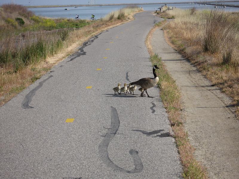 IMG_0031.JPG - Baby Geese on shoreline